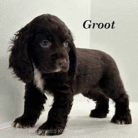 puppy, for, sale, Cocker Spaniel, Joe & Cherri  Overlease, dog, breeder, Miller, MO, dog-breeder, puppy-for-sale, forsale, nearby, find, puppyfind, locator, puppylocator, aca